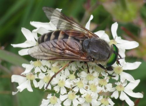 Philipomyia aprica